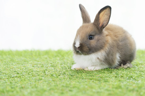 毛茸茸的小兔子坐在青青的草地上，在春天夏天的背景。小矮兔、棕兔、白兔在白色草坪上嬉戏。可爱的动物毛茸茸的宠物概念。图片下载