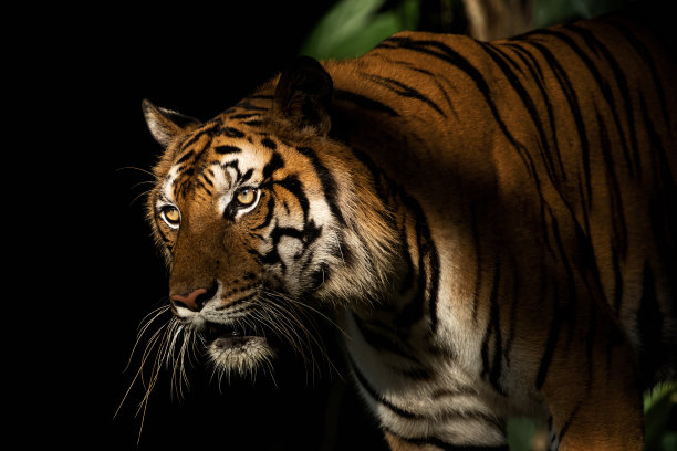 老虎在自然界的照片图片下载