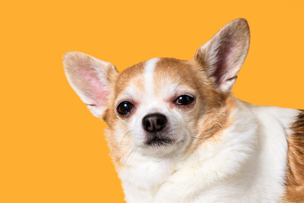 黄色背景上有趣的吉娃娃特写图片下载