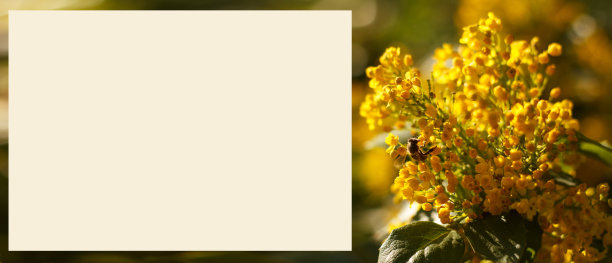 蜜蜂收集花蜜盛开的美丽的黄色马霍尼树-蜜树图片下载