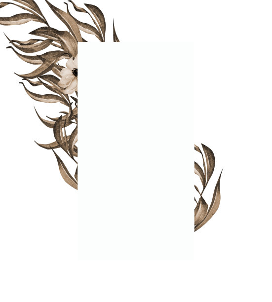 白色的银莲花，绿色的叶子框架水彩插图孤立在白色图片下载