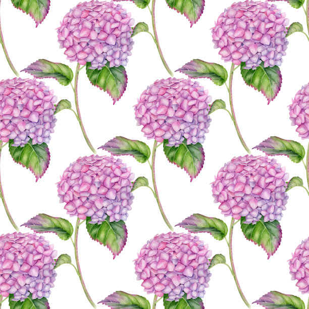 水彩绣球无缝图案。手绘粉红色Hortensia花与叶和茎孤立在白色背景。开花植物重复设计墙纸，包装，面料，纺织品。图片下载