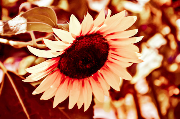 色调的自然花卉背景与美丽的向日葵的艺术写实插图图片下载