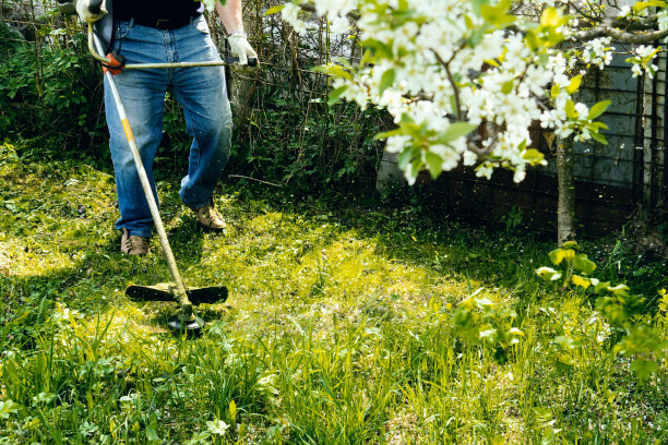 一名男子在花园里修剪长满蒲公英的绿色草坪。修剪院子里的蒲公英和其他杂草。杂草丛生的后院空地上有割草机。春天草坪养护理念图片下载