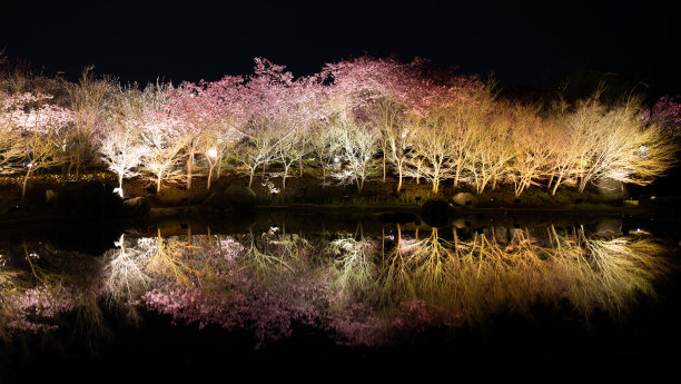 樱花在夜晚被照亮图片下载