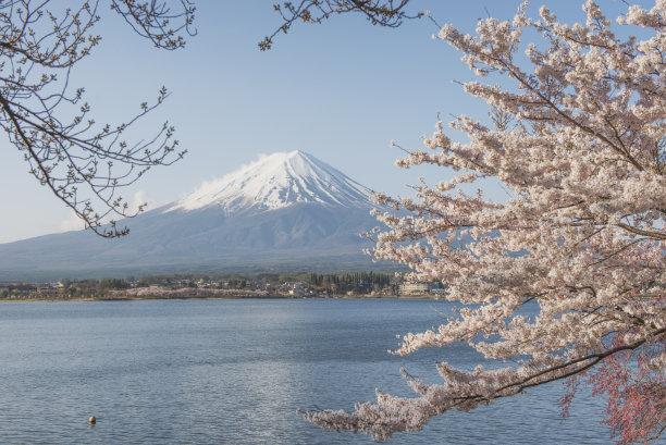 富士山和樱花在春天的川口湖，日本图片下载