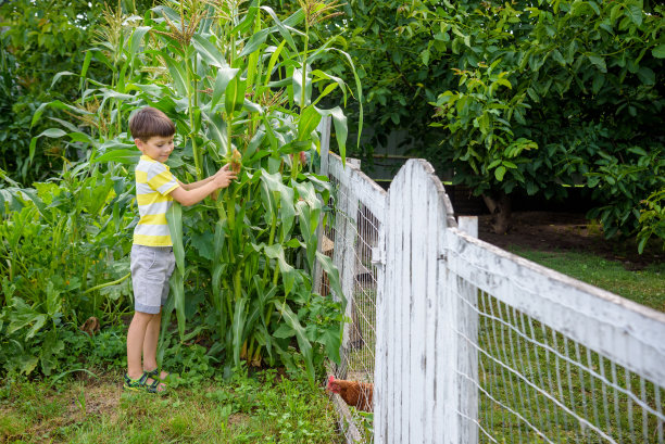 可爱的小男孩的肖像在田野的绿色植物玉米在夏天的一天。生态自然、农业、乡村夏日休闲理念图片下载