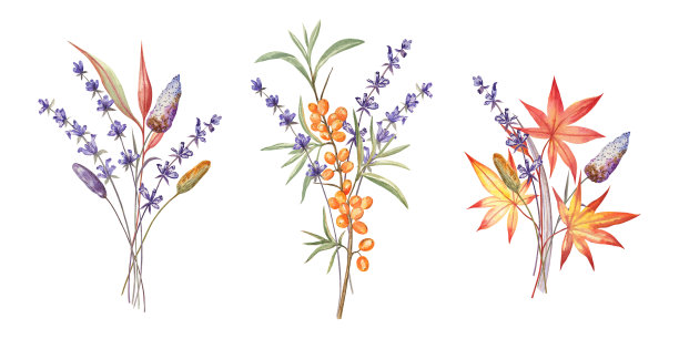 秋天的草药花束。图片下载