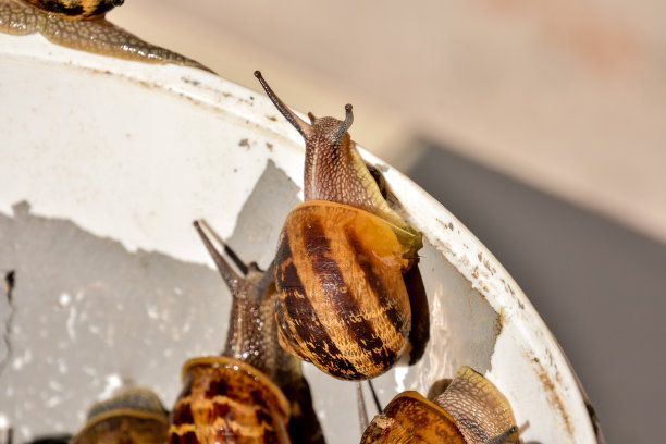 食用蜗牛食用蜗牛图片下载
