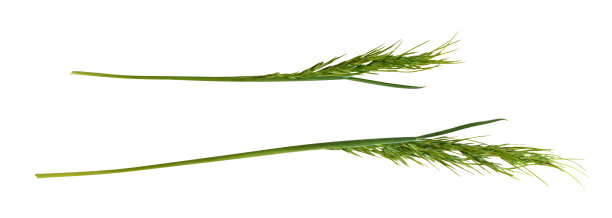 一套草小穗孤立图片下载