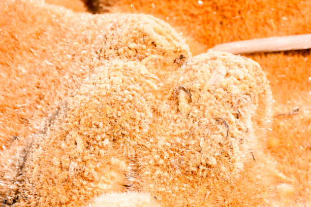 红湖污染图片下载