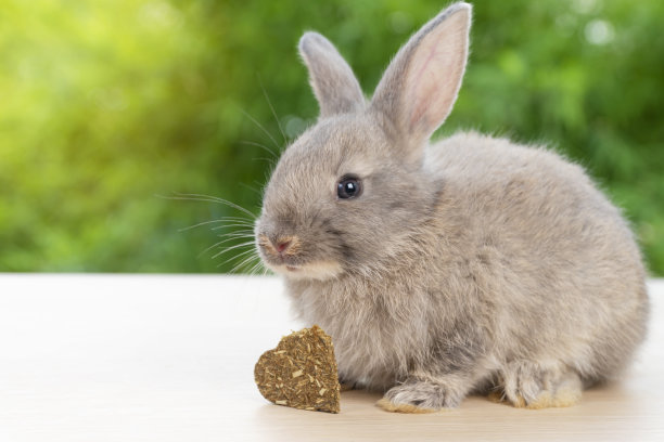 毛茸茸的小兔子兔子灰色的饼干胡萝卜坐在木头上自然的绿色散景背景。毛茸茸的兔子矮胖的兔子在夏天春天。复活节动物可爱宠物概念。图片下载