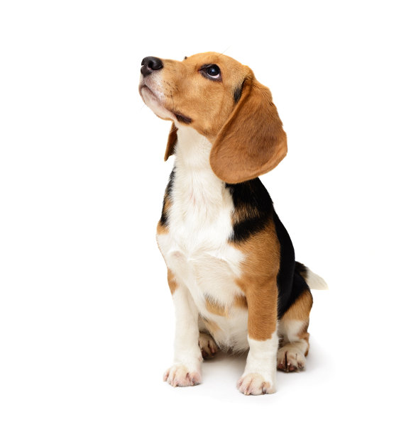 比格尔犬孤立于白色图片下载