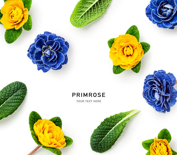 黄色和蓝色的报春花创意布局图片下载