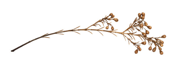干燥的装饰性小树枝，上面绘有古色古香的金色浆果图片下载