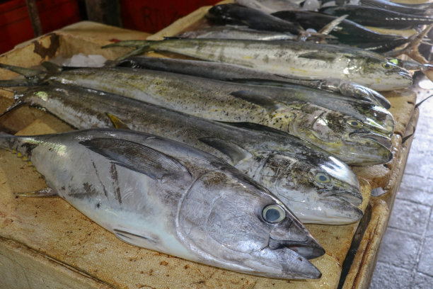 在售鲜鱼：金枪鱼和鲯鳅（印度尼西亚巴厘岛金巴兰Kedonganan鱼市场）图片下载
