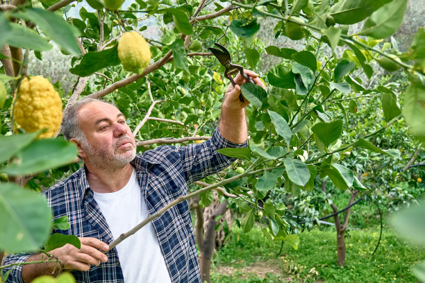 季节性修剪树木。成熟的有胡须的园丁用剪子修剪柠檬树。照料花园。减少树枝。春天的园艺。图片下载