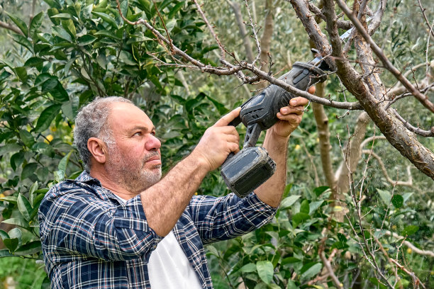 季节性修剪树木。成熟的有胡须的园丁在果园里用往复式锯修剪树木。照料花园。减少树枝。春天的园艺。图片下载