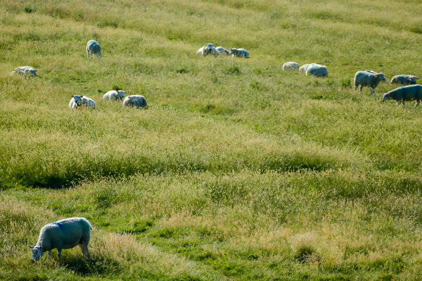 一群羊在田野里，在北欧的瑞典斯堪的纳维亚图片下载