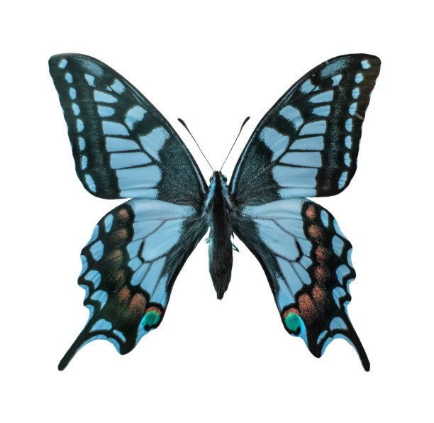 蓝色燕尾蝶图片下载