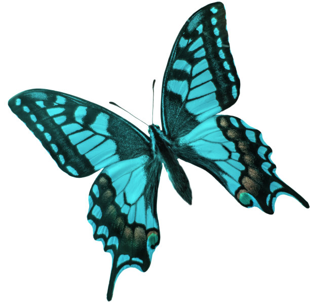 蓝绿色燕尾蝶图片下载