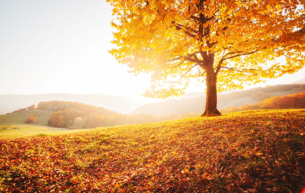 令人敬畏的秋季山毛榉树的图片。图片下载