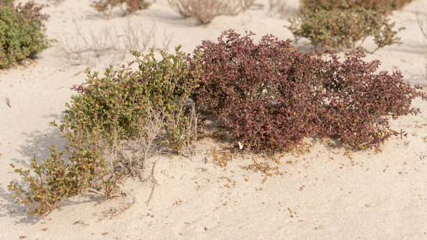 卡塔尔的沙漠草本植物，盐生植物卡塔兰或卡塔兰菖茅图片下载