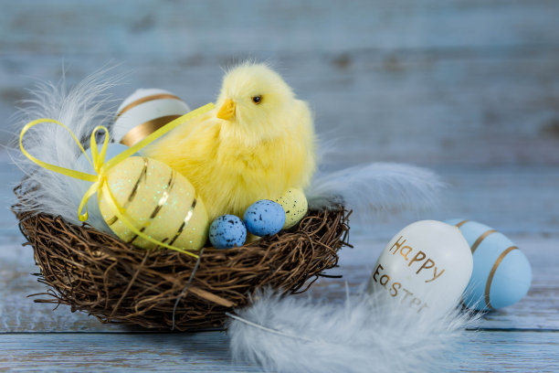 蓝色、黄色、白色的蛋在鸟巢里，黄色的小鸡在蓝色的木质背景上。最小的概念。复活节卡片，上面有文字的地方。图片下载