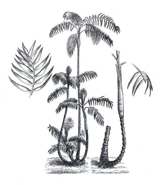 的手掌。Chamaedorea其余棕榈。植物学的植物。手绘棕榈植物插图。手绘花卉和有机植物集。基本食物或主食。图片下载