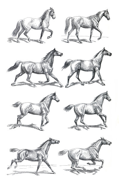 马走。不同的步态。短快步，加大快步，疾驰。手绘雕刻插图。复古的风格。图片下载