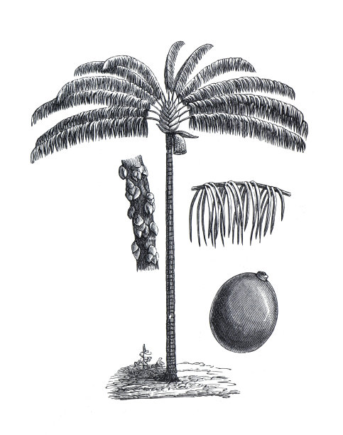 的手掌。Oenocarpus distichus棕榈。植物学的植物。手绘棕榈植物插图。手绘花卉和有机植物集。基本食物或主食。图片下载