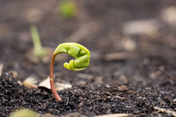 第一个春天在地上发芽了图片下载