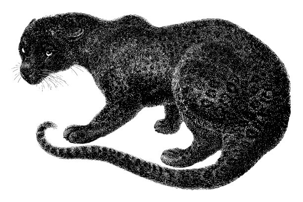 黑豹或黑豹-复古雕刻插图图片下载