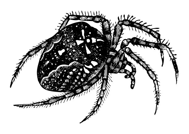 欧洲花园蜘蛛(菱形蜘蛛)-老式雕刻插图图片下载