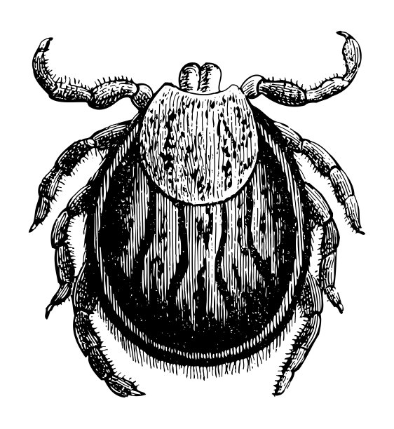 蓖麻豆蜱(蓖麻硬蜱)-复古雕刻插图图片下载