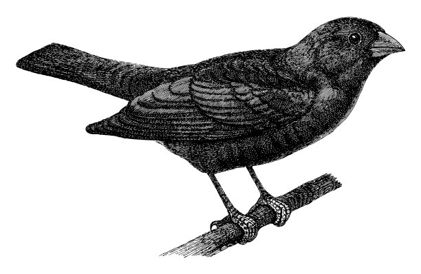 牛彩旗(Molothrus pecoris) -复古雕刻插图图片下载