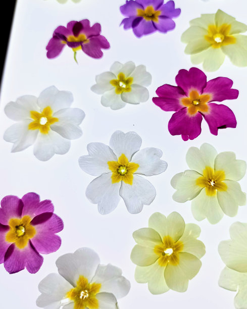 春天鲜花的微距摄影图片下载