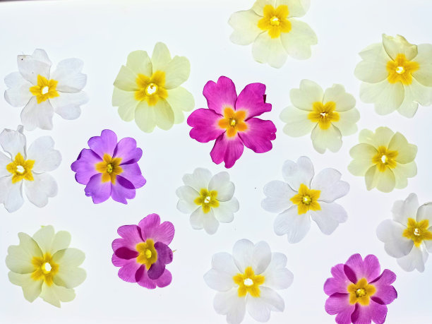 春天鲜花的微距摄影图片下载