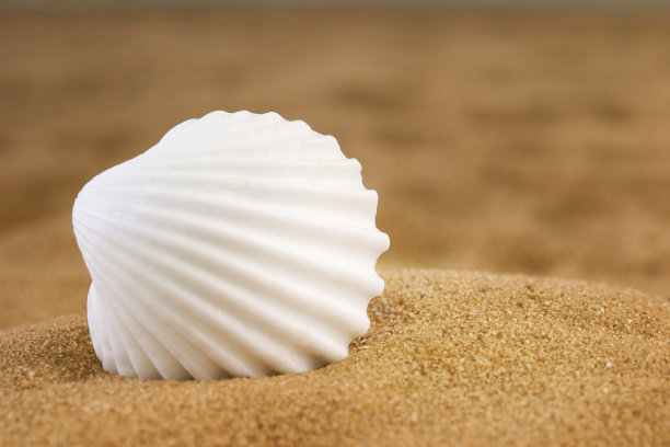 沙滩上的贝壳图片下载