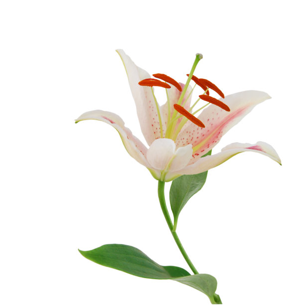 百合花孤立在白色背景上图片下载