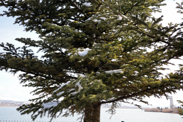 自然树户外新鲜空气雪绿田野公园图片下载