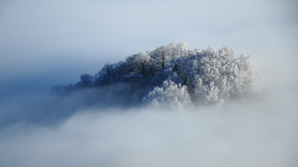 树木在云海中生长图片下载