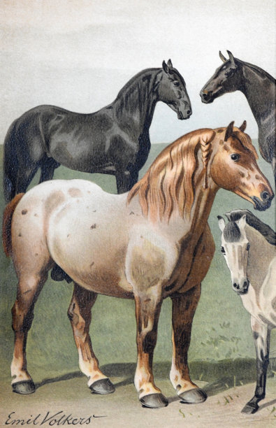 马集合。欧洲的马。奥尔登伯格，平早尔，克莱德勒，那不勒斯人。手绘雕刻插图。复古的风格。图片下载