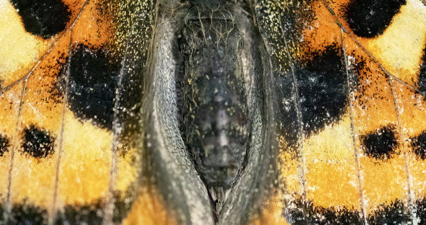 龟甲蝴蝶图片下载