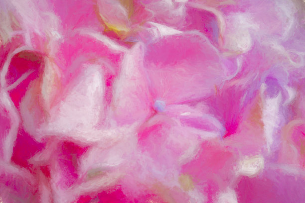 绣球花花的背景图片下载