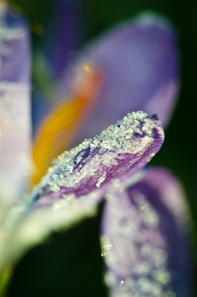 春天，叶子上结着冰晶的紫罗兰番红花图片下载