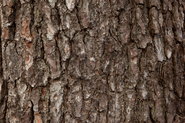 棕色树皮背景，特写镜头。纹理橡木树干出版，屏幕保护程序，壁纸，明信片，海报，横幅，封面，网站，帖子，空间为您的设计或文本。高质量的照片图片下载