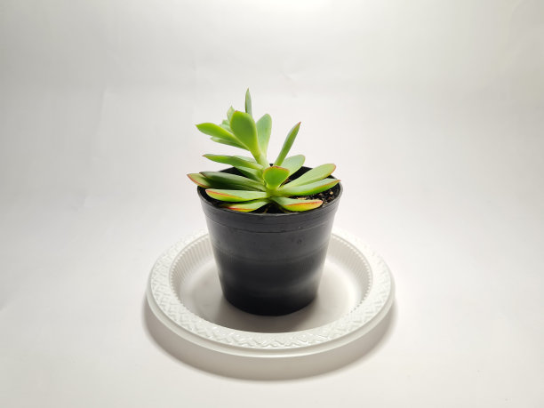 仙人掌的植物图片下载