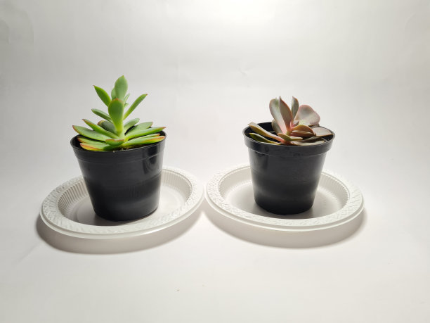 仙人掌的植物图片下载