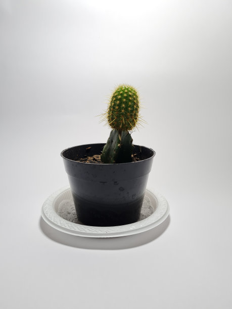 仙人掌的植物图片下载